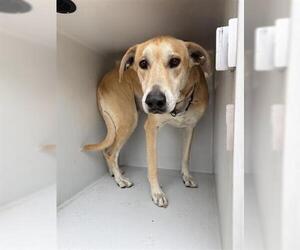Black Mouth Cur Dogs for adoption in Houston, TX, USA