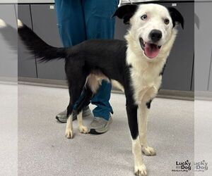 Border Collie-Unknown Mix Dogs for adoption in Washington, DC, USA