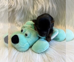 Yorkshire Terrier Puppy for sale in TALALA, OK, USA
