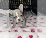 Puppy Shortcake French Bulldog