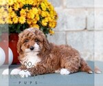 Lori - Female Poodle (Miniature) Puppy for Sale - Photo #2