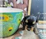 Small #2 Morkie