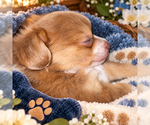 Litter of 3 - Male(s) and Female(s) ChihuahuaLitter of Puppies for Sale - Small photo