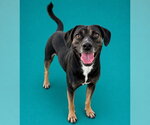 CLYDE - Male Labrador Retriever Dog for Adoption - Small photo