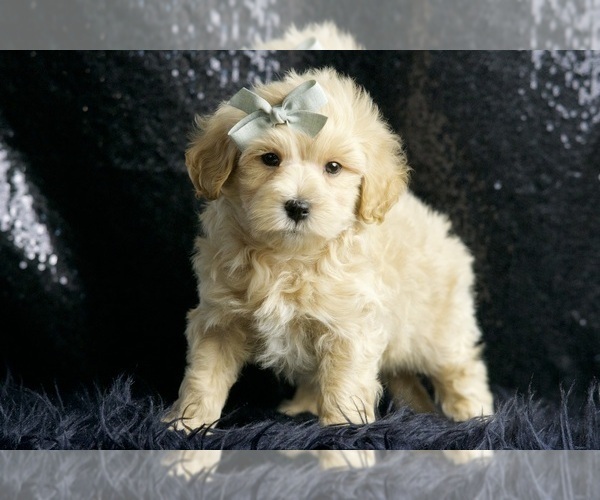 Medium Photo #4 Maltipoo (Miniature) Puppy For Sale in WARSAW, IN, USA