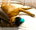 Small #7 Boxer