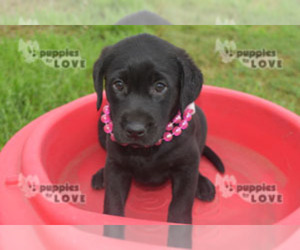 Labrador Retriever Puppy for sale in SANGER, TX, USA