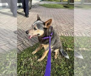 Mutt Dogs for adoption in Naples, FL, USA