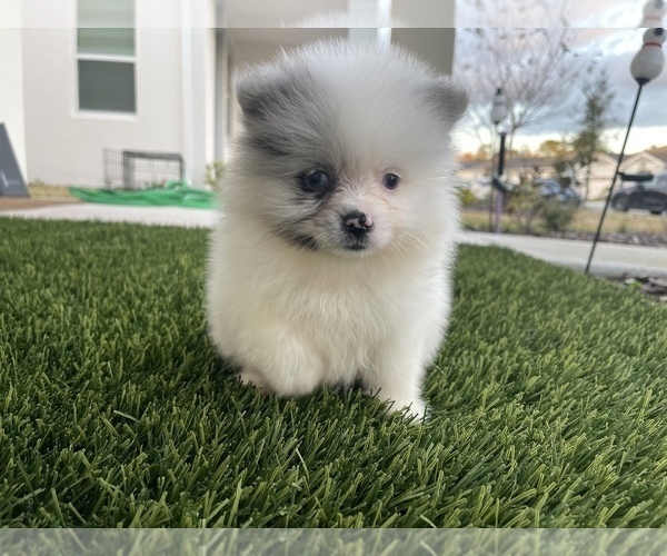 Medium Photo #2 Pomeranian Puppy For Sale in ORLANDO, FL, USA
