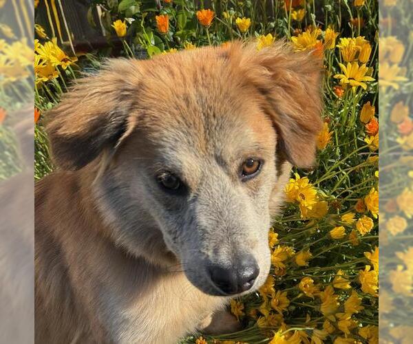 Medium Photo #3 Labrador Retriever-Unknown Mix Puppy For Sale in San Diego, CA, USA