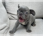 Small #1 French Bulldog