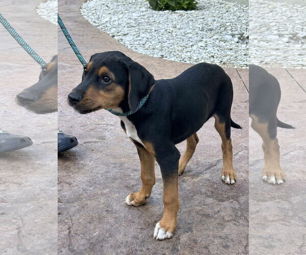 Medium Photo #4 Labrador Retriever-Unknown Mix Puppy For Sale in Alexander, AR, USA