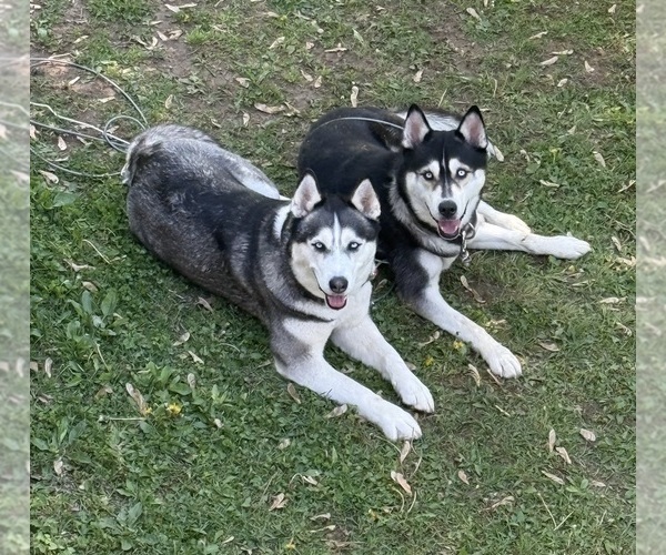 Medium Photo #1 Siberian Husky Puppy For Sale in HIGH RIDGE, MO, USA