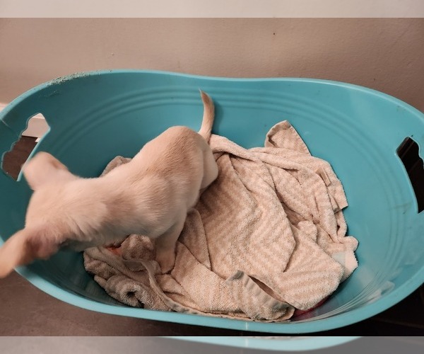 Medium Photo #7 Chihuahua Puppy For Sale in MARIETTA, GA, USA