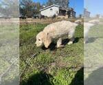 Small Photo #5 Goldendoodle Puppy For Sale in HERALD, CA, USA