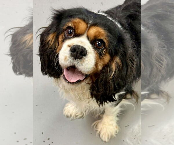 Medium Photo #1 Cavalier King Charles Spaniel Puppy For Sale in Lee's Summit, MO, USA