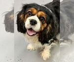 Small Cavalier King Charles Spaniel