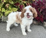 Puppy 7 Cavapoo (Miniature)
