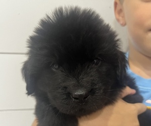 Newfoundland Puppy for sale in BLOOMFIELD, NY, USA