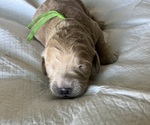 Small Photo #17 Goldendoodle Puppy For Sale in PHOENIX, AZ, USA
