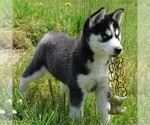 Small Photo #6 Siberian Husky Puppy For Sale in DANVILLE, PA, USA