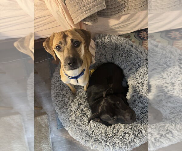 Medium Photo #11 Mutt Puppy For Sale in Candler, NC, USA