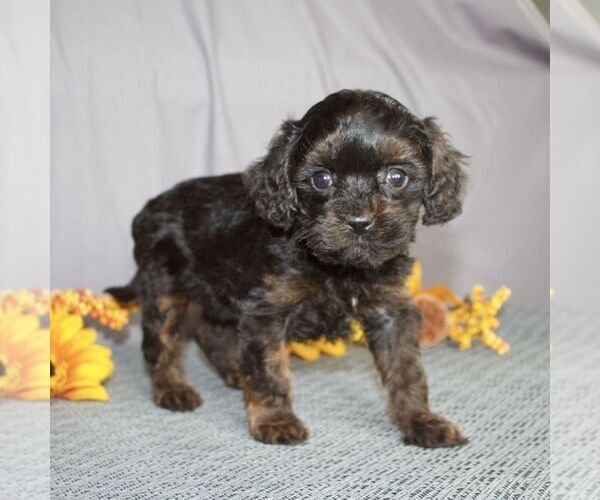 Medium Photo #2 Cavapoo Puppy For Sale in SUNBURY, PA, USA