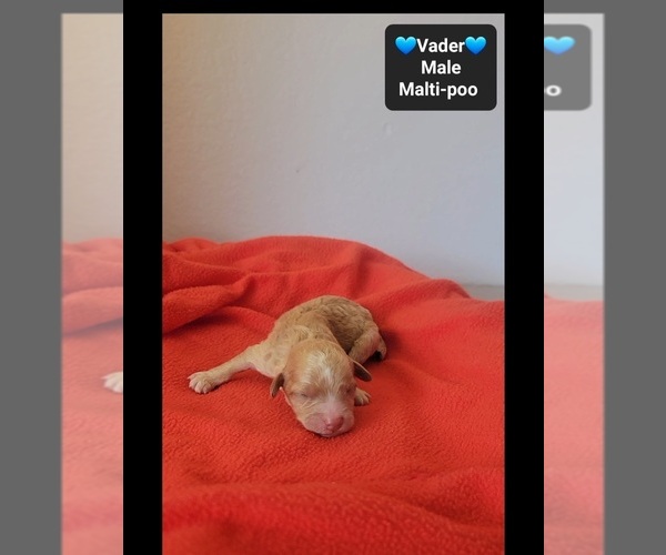 Medium Photo #2 Maltipoo (Toy) Puppy For Sale in TUCSON, AZ, USA
