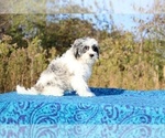 Small #3 ShihPoo