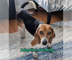 Beagle Dogs for adoption in Dunnellon, FL, USA