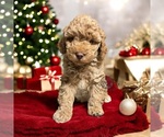 Puppy Star Poodle (Miniature)