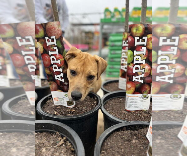 Medium Photo #25 Mutt Puppy For Sale in Utica, NY, USA