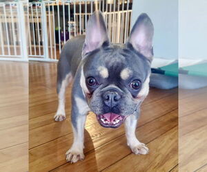 French Bulldog Dogs for adoption in St. Louis Park, MN, USA