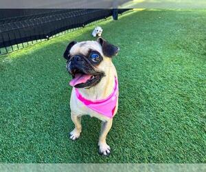 Pug Dogs for adoption in Orange, CA, USA