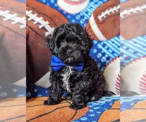 Shih-Poo Puppy for sale in PEACH BOTTOM, PA, USA