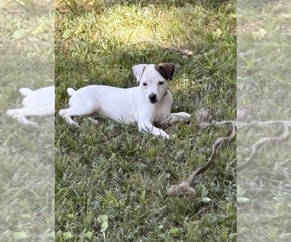 Medium Photo #1 Jack Russell Terrier Puppy For Sale in ATLANTA, GA, USA