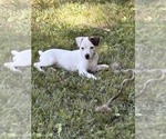 Small Jack Russell Terrier