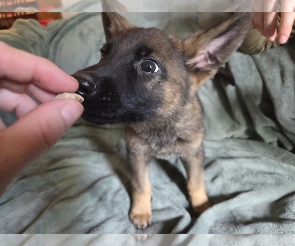 Medium Photo #15 Australian Shepherd-German Shepherd Dog Mix Puppy For Sale in HILLSDALE, MI, USA