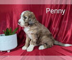 Small #1 Bernedoodle
