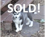Small Photo #1 Wolf Hybrid Puppy For Sale in SAINT IGNATIUS, MT, USA