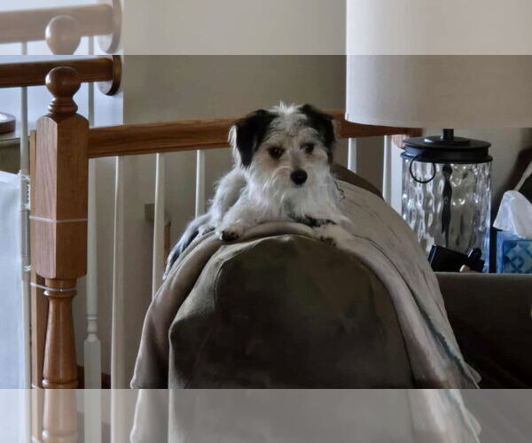 Medium Photo #11 Maltese-Unknown Mix Puppy For Sale in Westminster, MD, USA