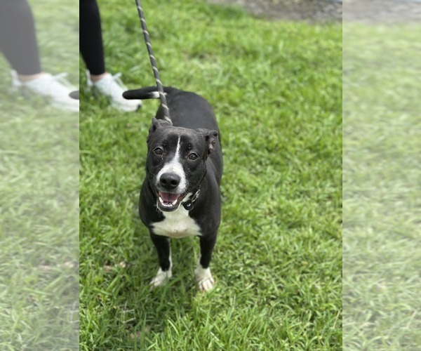Medium Photo #2 Mutt Puppy For Sale in Oakhurst, NJ, USA