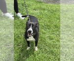 Small #1 Mutt