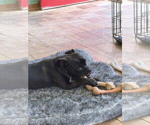 Blaine - Male Pug-Unknown Mix Dog for Adoption - Photo #2
