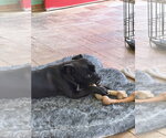 Small Photo #2 Pug-Unknown Mix Puppy For Sale in San Diego, CA, USA