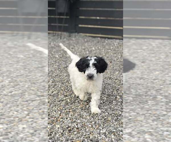 Medium Photo #5 Labradoodle Puppy For Sale in CANTON, NC, USA