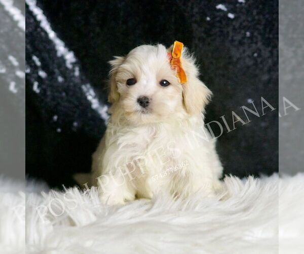 Medium Photo #2 Maltipoo Puppy For Sale in WARSAW, IN, USA