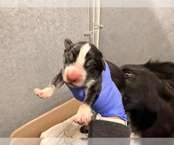 Medium Photo #1 Border Collie Puppy For Sale in HESPERIA, CA, USA