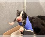 Small Border Collie