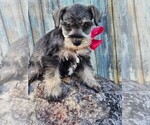 Small Photo #5 Schnauzer (Miniature) Puppy For Sale in NILES, MI, USA